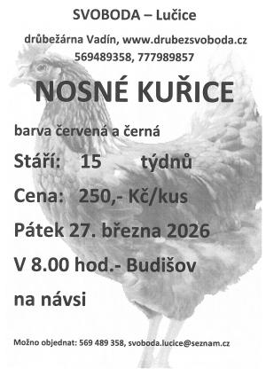 prodej nosných kuřic